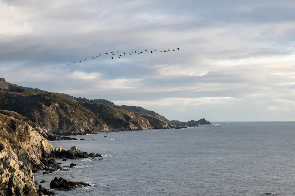 Flyways Explained: The Routes Birds Take